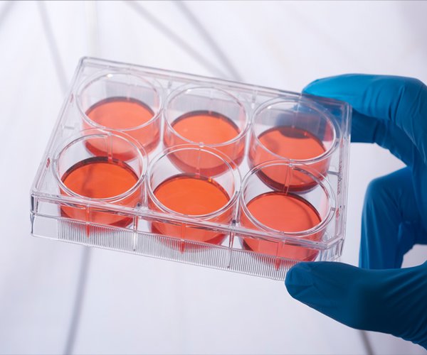 CellAttach multiplacas tratadas para cultivo celular 12 pocillos estériles pack 100