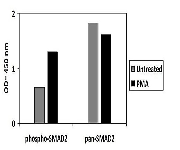 Human/Mouse/Rat Phospho-SMAD2 PharmaGenie ELISA Kit