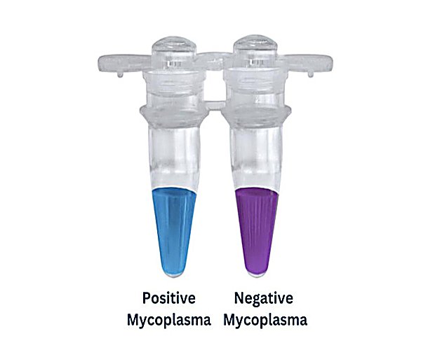 MycoGenie Rapid Mycoplasma  Detection Kit