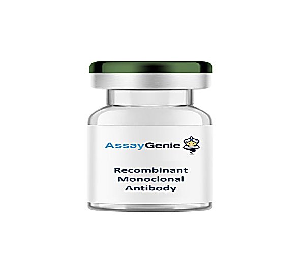 Anti-PD-1 do rato (CD279) [RMP1-14] Anticorpo monoclonal recombinante (5mg)