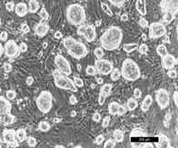 MycoGenie MycoPlasma Elimination Kit 100 uL