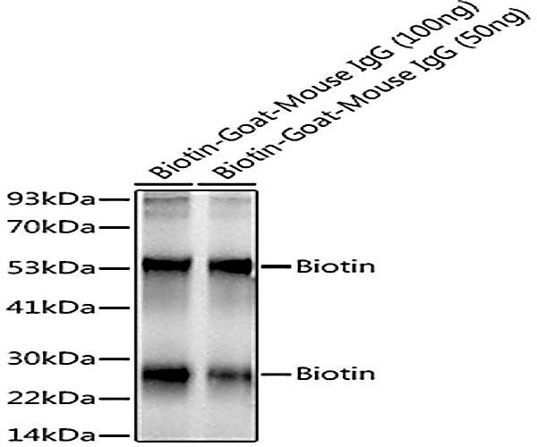 Anticuerpo monoclonal de biotina
