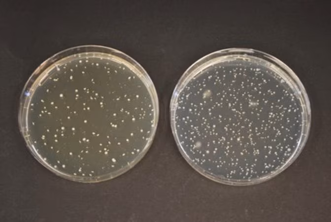 TOS-Propionato Agar (Base) GranuCult, adequado para microbiologia, para a embalagem de Bifidobacterium spp. 1X1E