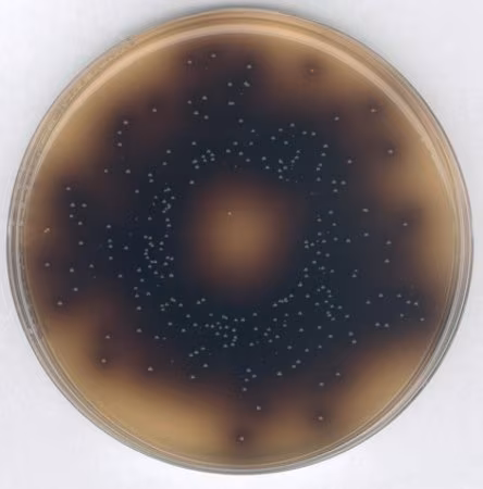 BILE SALT AESCULIN AZID AGAR FOR MICROBI