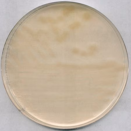 R2A Agar adequado para microbiologia, embalagem GranuCult 1X1EA