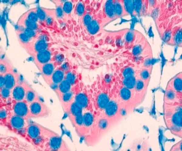 Solución azul alciana para microscopía 1X1EA