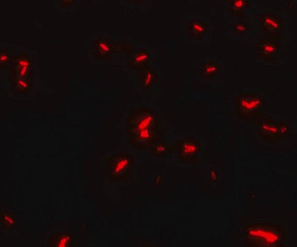 GLICEROL PARA MICROSCOPÍA DE FLUORESCENCIA