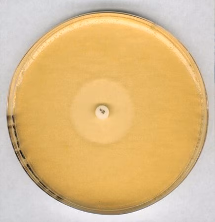 Agar antibiótico n.o 11 Granucult, adequado para microbiologia, adequado para cultura microbiológica p