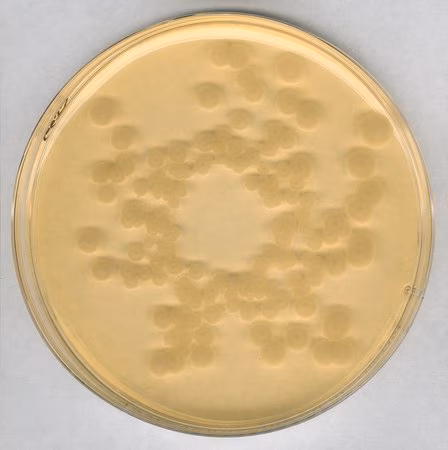 GranuCult Tryptic Soy agar EP, USP, JP, ISO 11133, FDA (BAM), Para o isolamento e cultivo de