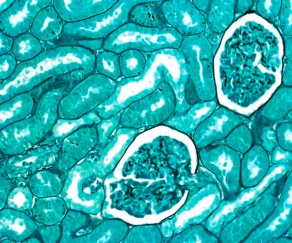 EntellanTM nuevo medio de montaje rápido para microscopía 1X1EA