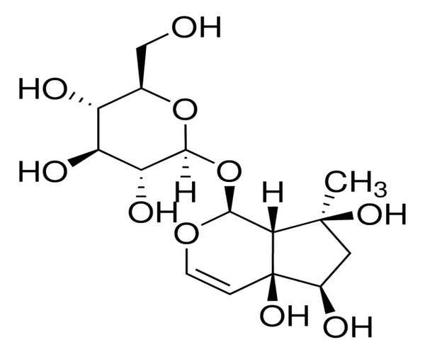 HARPAGIDA pack 1X10MG