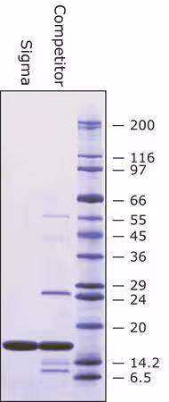 SUPEROXIDO DISMUTASA BOVINA pack 1X75KU