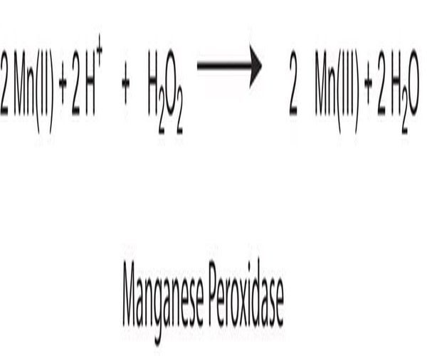 PEROXIDASA DE MANGANESO DE WHITE-ROT FUN& pack 1X10MG