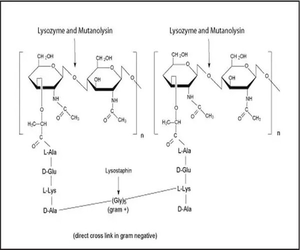 MUTANOLISINA DE STREPTOMYCES GLOBISPORU pack 1X100KU