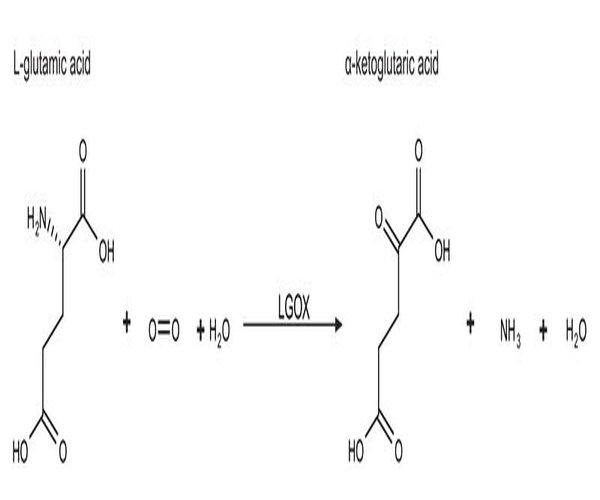 L-GLUTAMATO OXIDASA DE STREPTOMYCES& pack 1X5UN