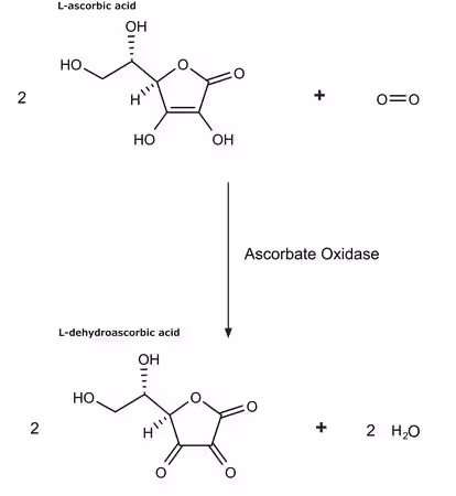 ASCORBATO OXIDASA DE ESPECIES CUCURBITA pack 1X250UN