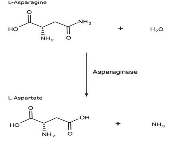 ASPARAGINASA DE ESCHERICHIA COLI CHROM pack 1X100UN