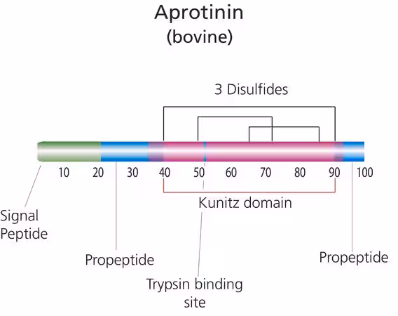 APROTININA DEL PULMÓN BOVINO AFFINITY PURI pack 1X10MG