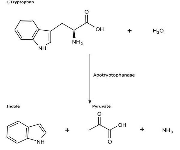 APOTRIPTOFANASA DE ESCHERICHIA COLI pack 1X25MG