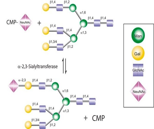 CITIDINA 5'-MONOFOSFO-N- & pack 1X1MG