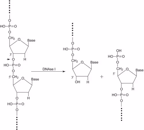 DESOXIRIBONUCLEASE I TIPO IV DE BOVINO& pack 1X15KU