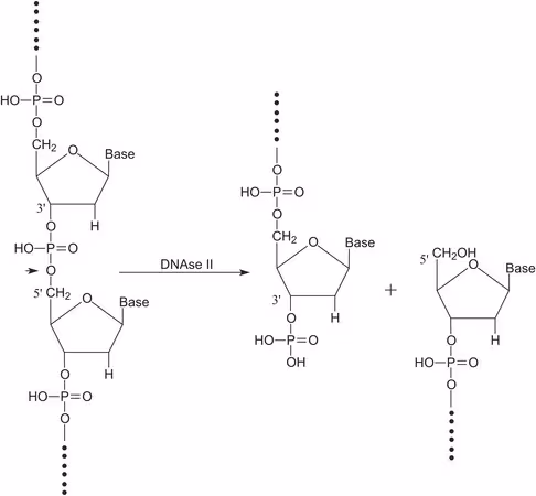 DESOXIRIBONUCLEASE II TIPO V DE BOVINO& pack 1X30KU