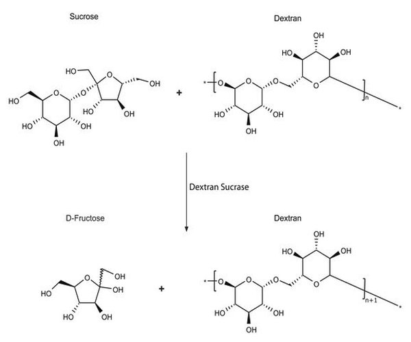 SUCRASA DE DEXTRAN DE LEUCONOSTOC MESENTE pack 1X10UN