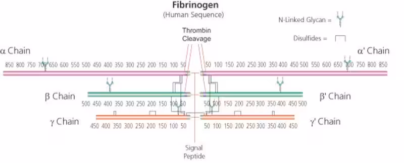 FIBRINÓGENO TIPO I-S: DE PLASMA BOVINO pack 1X1G