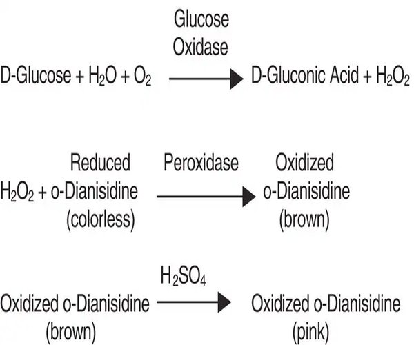 GLUCOSA OXIDASA TIPO VII DE & pack 1X10KU