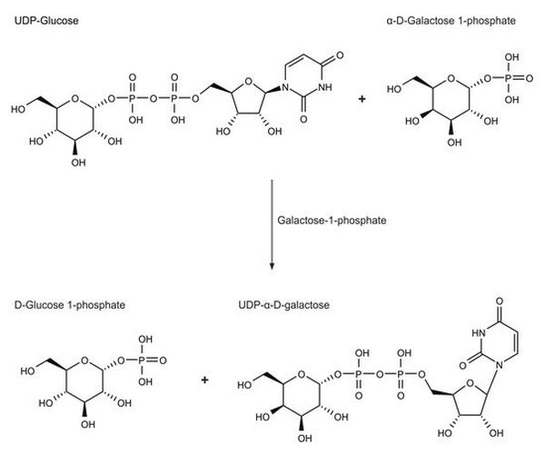 GALACTOSA-1-FOSFATO URIDILTRANSFERASA pack 1X50UN
