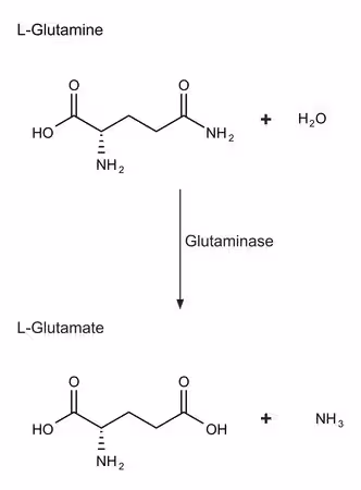GLUTAMINASA GRADO V DE ESCHERICHIA COL pack 1X50UN
