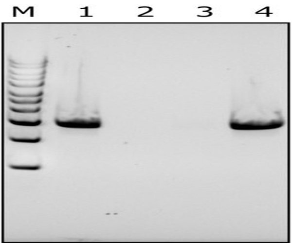 LISOSTAFINA DE STAPHYLOCOCCUS STAPHYLO pack 1X2MG