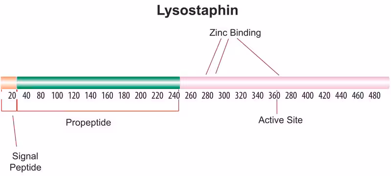 LISOSTAFINA AFFINITY PURIFICADA pack 1X5MG