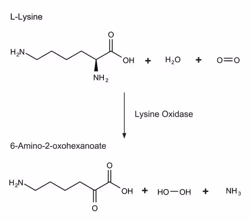 LISINA OXIDASA DE TRICHODERMA VIRIDE& pack 1X25UN