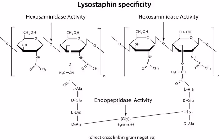 LISOSTAFINA DE STAPHYLOCOCCUS STAPHYLO pack 1X5MG