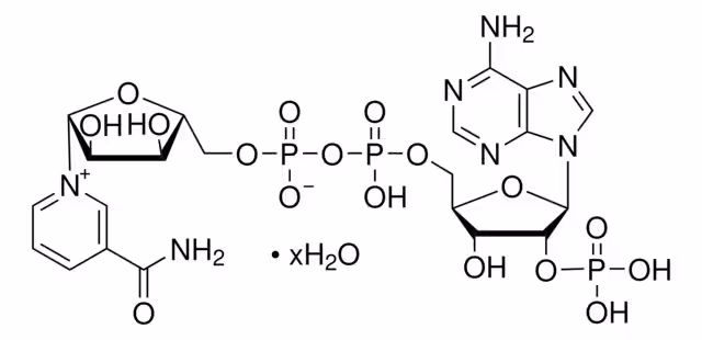 B-NICOTINAMIDA ADENINA DINUCLEOTIDA paquete 1X100MG