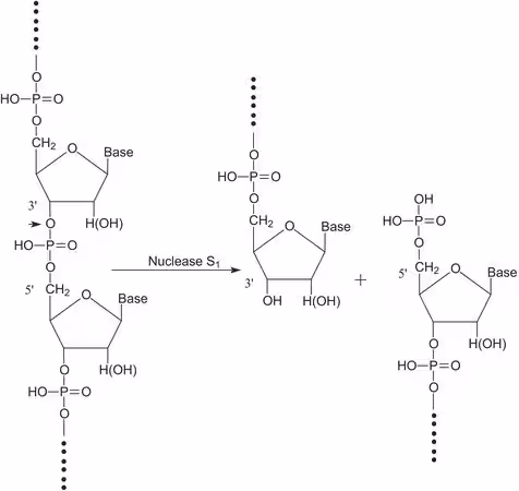 NUCLEASE S1 pack 1X50KU
