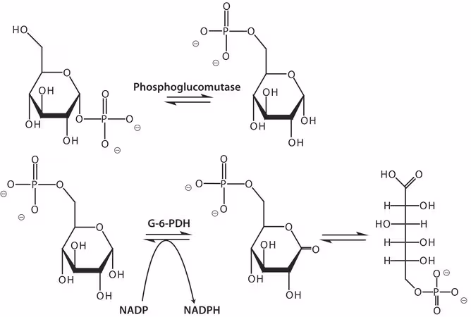 FOSFOGLUCUMUTASE DEL MÚSCULO DE CONEJO pack 1X2.5KU