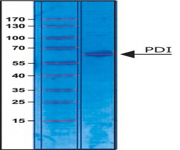 DISULFURO DE PROTEINA ISOMERASA BOVINA pack 1X250UG