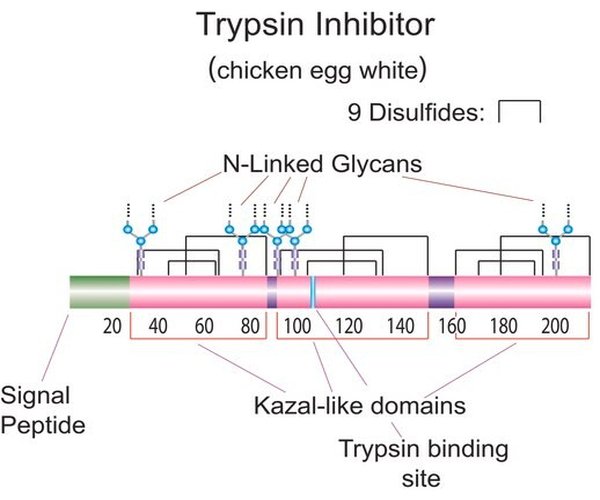 INHIBIDOR DE TRIPSINA TIPO III-O pack 1X5G