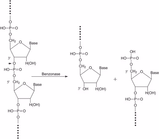 TURBONUCLEASE pack 1X50KU