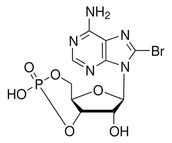 8-BROMOADENOSINA-3-5-CÍCLICO & paquete 1X5MG
