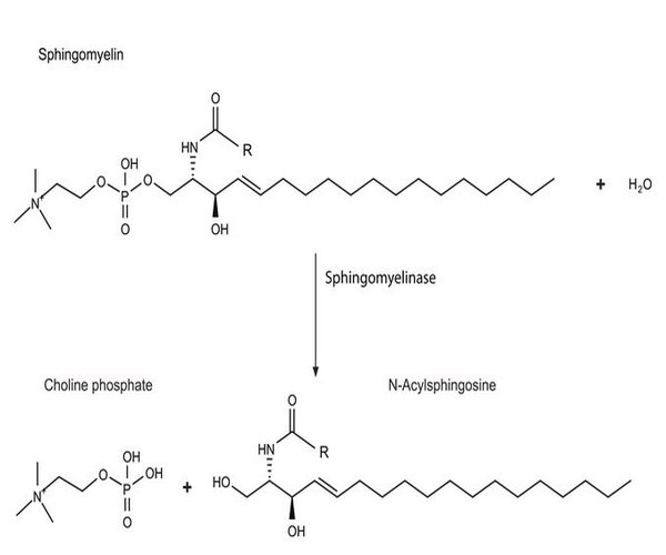 ESFINGOMIELINASA DE STAPHYLOCOCCUS AUR pack 1X50UN