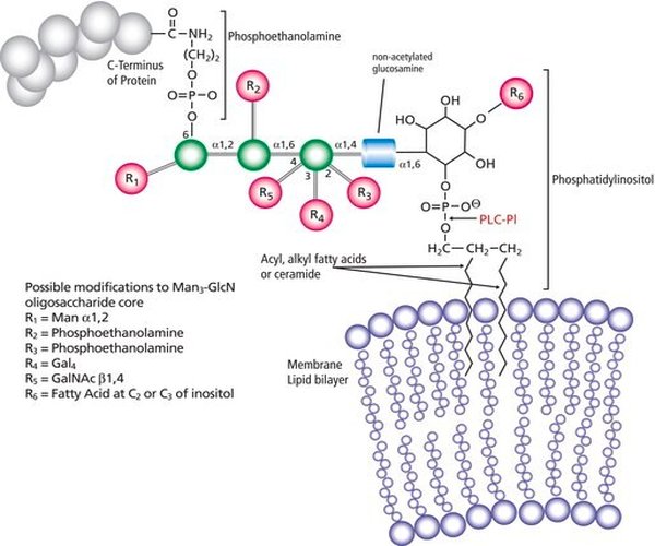 FOSFOLIPASA C, FOSFATIDILINOSITOL- S pack 1X5UN