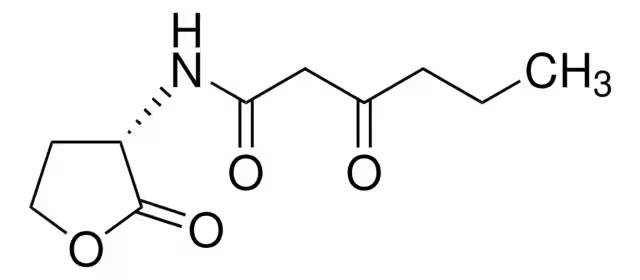 N-(B-KETOCAPROYL)-L-HOMOSERINE LACTONE pack 1X50MG
