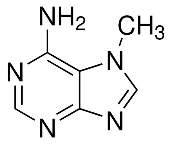 7-METHYLADENINE, 97% pack 1X500MG