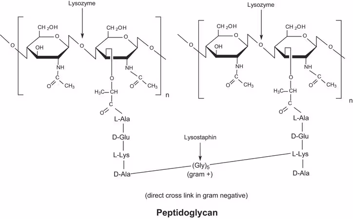 LYSOZYME FROM HEN EGG WHITE, & pack 1X50G