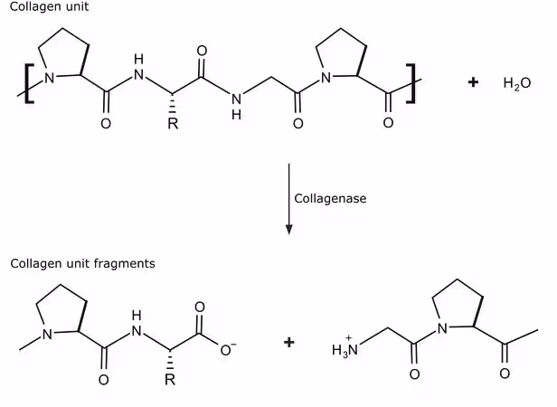 COLLAGENASE FROM CLOSTRIDIUM HISTOLYT& pack 1X100MG