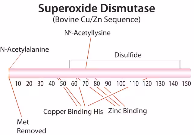 SUPEROXIDE DISMUTASE FROM BOVINE ERYTHRO pack 1X30KU