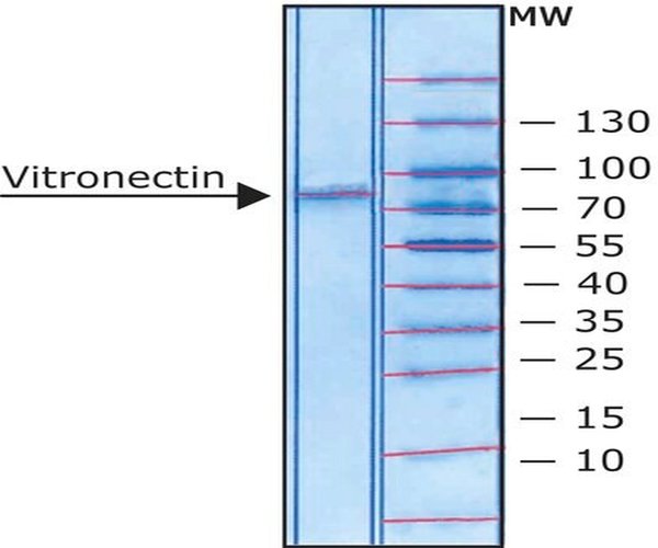 VITRONECTIN FROM FROM RAT PLASMA LYOPHI& pack 1X50UG